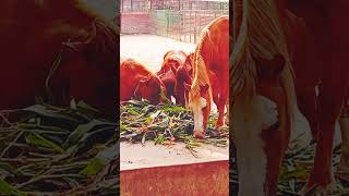 amazing horse video & horse sound #horse #animal #horsevideos #youtubeshorts #trending #shortsvideo