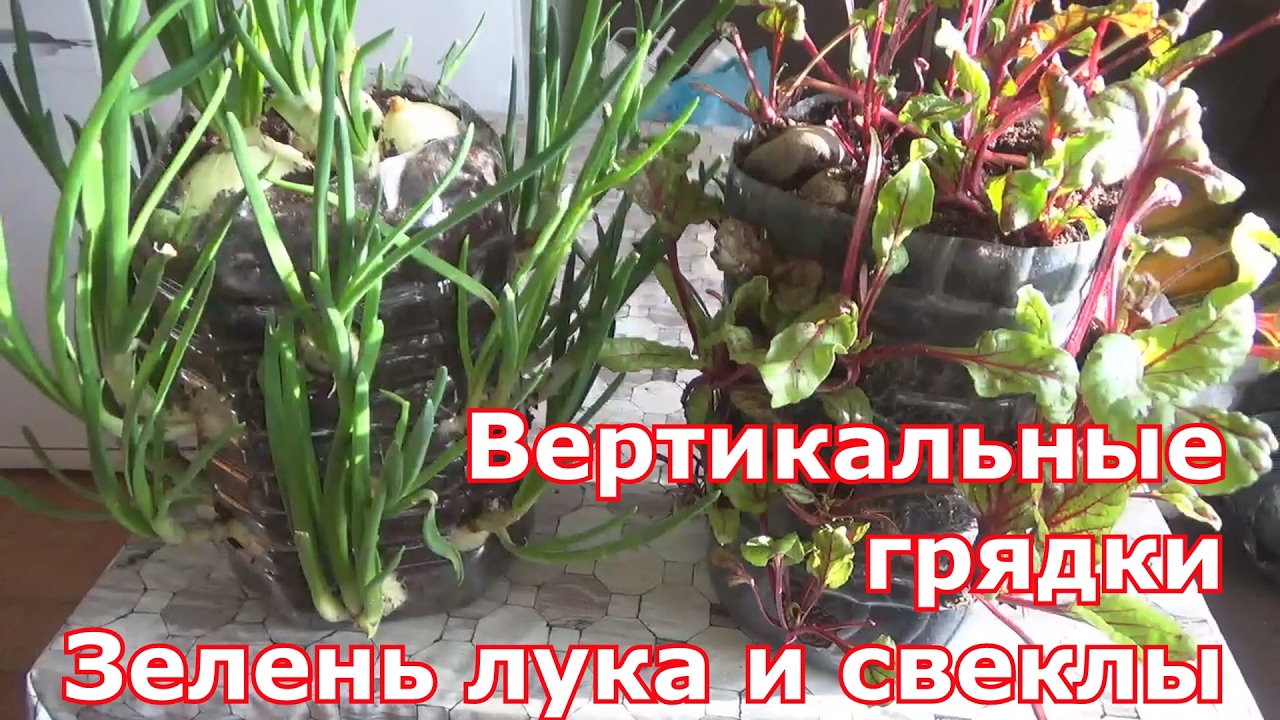 Вертикальные грядки для огорода на подоконнике. Выгонка зелени лука и свеклы в пластиковых бутылках