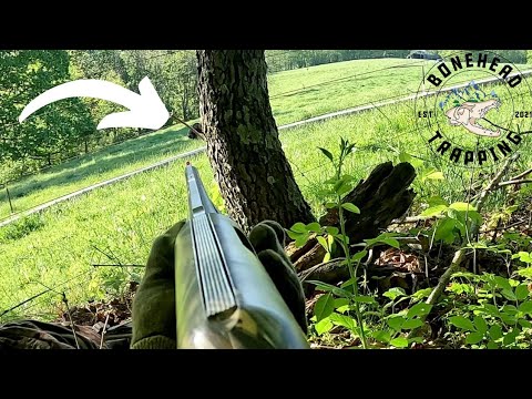 Pennsylvania Turkey Hunting 2025 (Two Toms Down!)