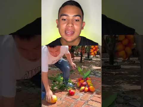 El mejor cultivo de mango #viral