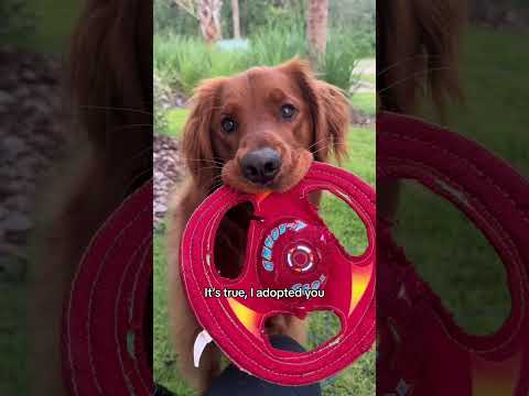 The dog refused to admit he was adopted