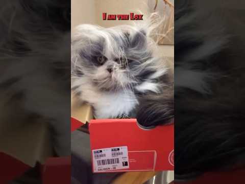 Lox in the Box 🎥: atchoumthecat (IG) #shorts