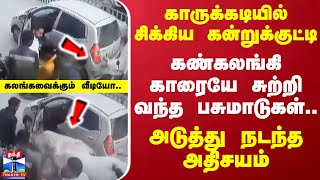 காருக்கடியில் சிக்கிய கன்றுக்குட்டி..கண்கலங்கி காரையே சுற்றி வந்த பசுமாடுகள்..அடுத்து நடந்த அதிசயம்