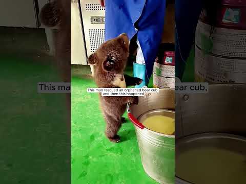 This man rescued an orphaned bear cub, and then this happened #animalshorts #shortvideo
