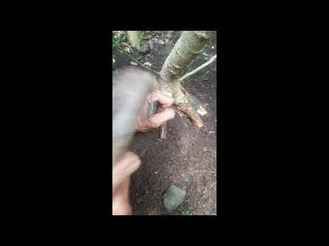 Pecah Akar Bahan Bonsai Waru India