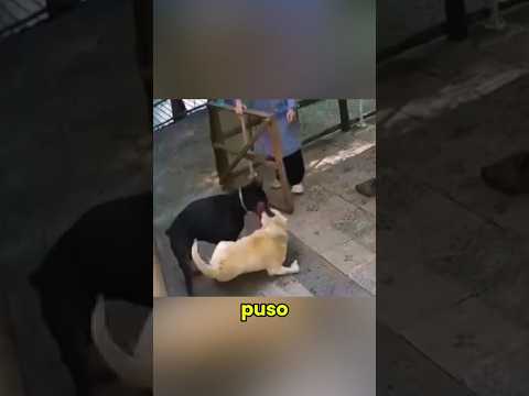 Este doberman le da una lección a otro perro #short #perros