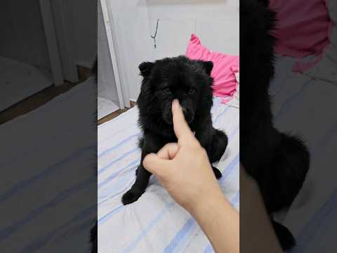 SAI DA CAMA AGORA 😠🐶 #funny #humor #pet