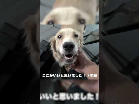 【⁉】部屋中に仔犬がとっ散らかっていました
