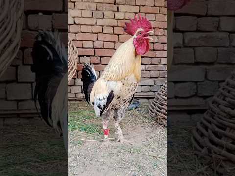 new amroha rooster crowing sound #hen #ayam #chicken