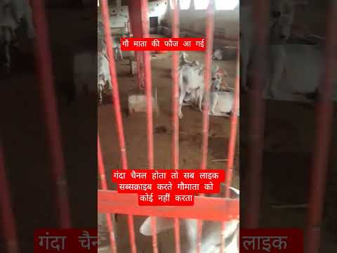 गौ माता की फौज आ गई #13million #cow #farming #100millon #gaumata #motivation #indiancow