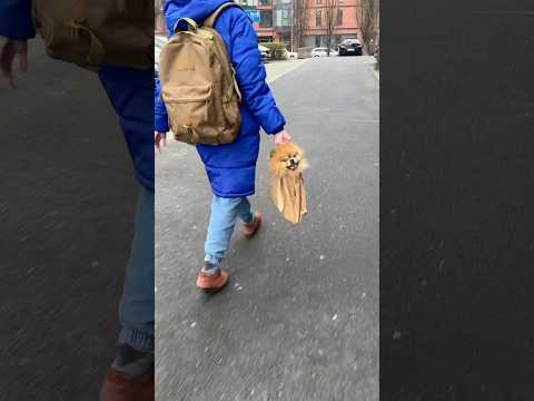 Идем из магазина #шортс #тренды