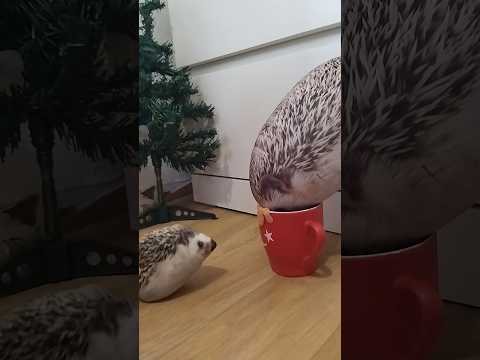о нет хренобус съел г###о #блоптоп #блоптоп #funny #tiktok #мем #шортс #memes #миша #юмор