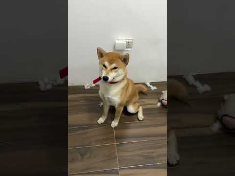 Guilty look 🫣 🐶🐾#shiba #shibainu #dog #puppy #cute