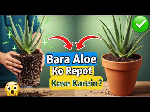 How to Take Care of a Aloe Vera Plant | Large Aloe Vera Plant | Plant Ko Repot Kese Kia Jay