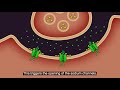 Neurotransmission and Acetylcholine Functions