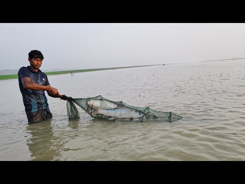 শীতের সকালে কোমর সমান পানিতে নেমে চায়না জাল দিয়ে পোয়া মাছ ও রুই মাছ ধরা। Winter fishing। China jal