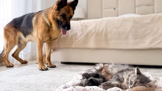 German Shepherd Meets Mom Cat with Newborn Kittens for the First Time!