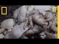Yeti Crab Discovery and Habitats
