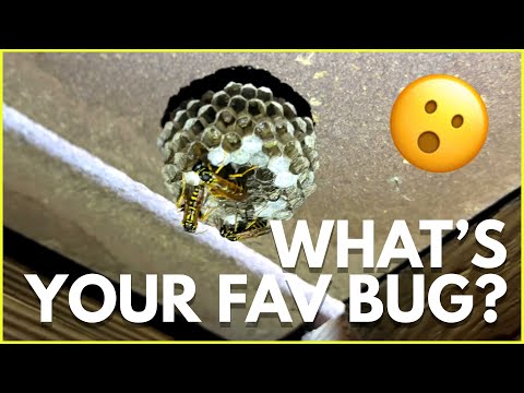 What's Your Favorite Bug?