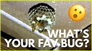 What's Your Favorite Bug?