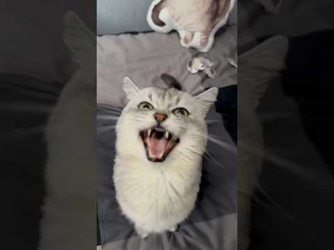 You’re a Barking Cat?