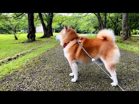 りりしい顔で最大警戒モードを発動するも、小っちゃい虫にまんまとミッションインポッシブルされてしまう柴犬