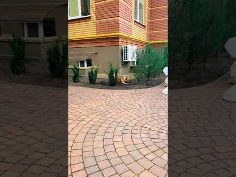 #bulldogfrances #frenchbulldog #tandemmtb #frenchie #puppy #pets #frenchbulldoglife #bulldog #poki