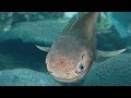 Ligulalepis Fossil Discoveries and Significance