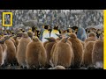 King Penguins and South Georgia Island