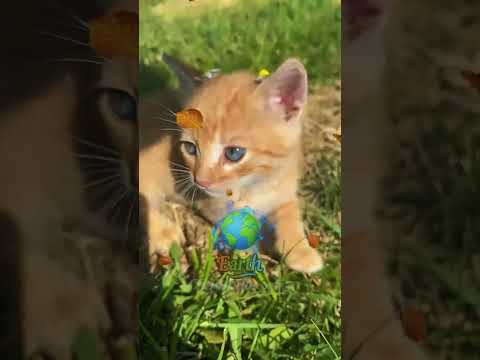 Tiny Cat Plays With the Whole World! ๐ผ | #shorts #cats #interesting #facts #viral