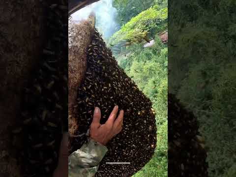 Folk honey is obtained like this? #shorts