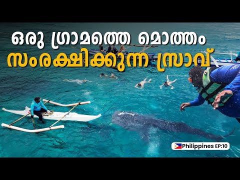 Face to Face with a Giant! Swimming with Whale Shark in Oslob, Philippines | Epic Adventure Ep 10