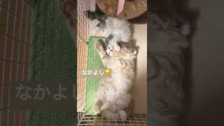 すやすやにゃんこ