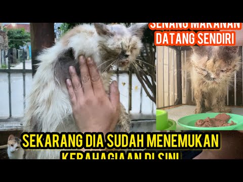 Kucing Persia Tua Sakit Di Buang Part II Kasihan Kepalanya Sampai Bolong..‼️