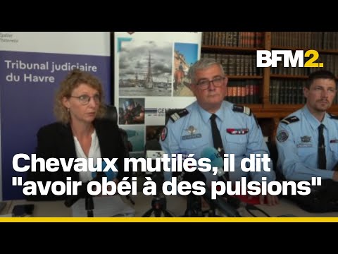 Chevaux mutilés en Normandie: le prévenu en détention provisoire
