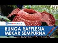 Rafflesia Flower Knowledge Assessment