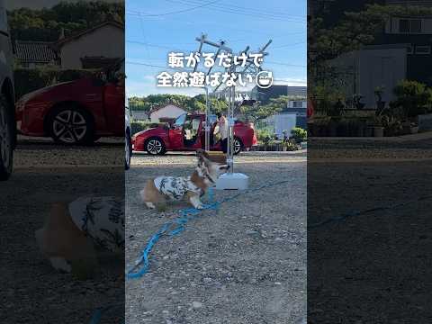コーギーを運動させる最終手段😅