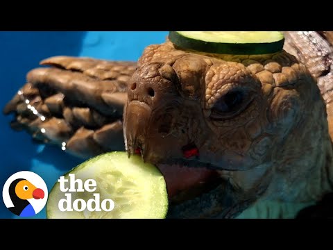 Spoiled Tortoise Gets the Ultimate Spa Day Thanks to His Mom | The Dodo