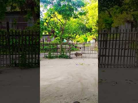 Small Fight Doggesh Bhai And Cow #fight #dog #and #cow