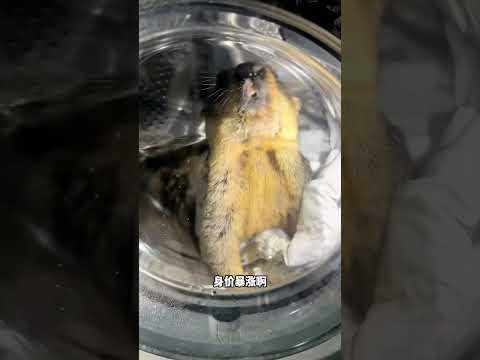 When the weather is cold, the fat guy will find a warm place to hide. #funny #marmot #cute