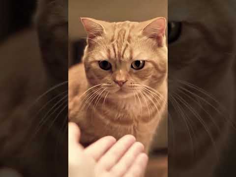 kan ngerayunya baek baek ini