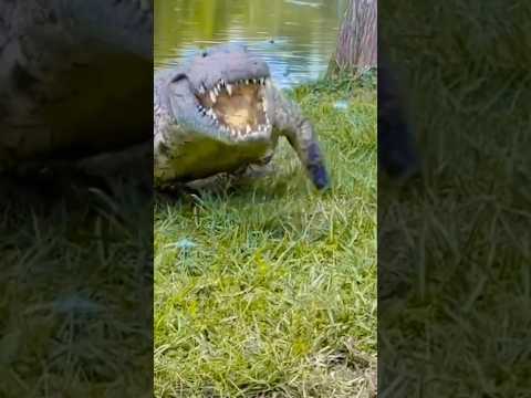 Mumma bachao magarmach mujhe kha jayega😱🐊#dangerous #viral #mumma #trending #kiyanashorts #shorts
