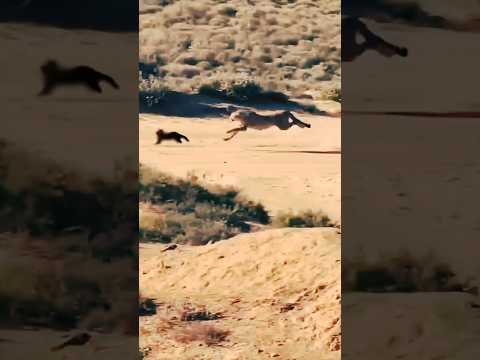 GUEPARDO Cazó A Su PRESA a una GRAN VELOCIDAD 😱