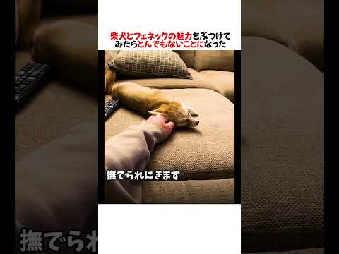 柴犬とフェネックの魅力をぶつけてみたらとんでもないことになったwwww