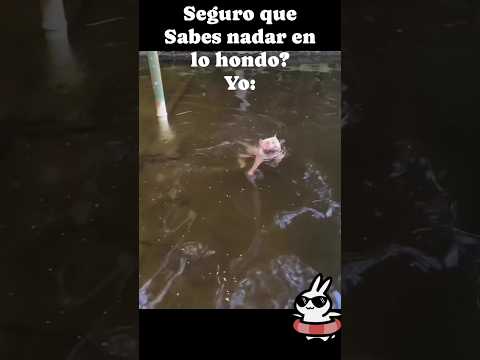 sabes nadar? en corto yo Si😂🐕😱❤️ #video #viral #viralvideo #shorts #short #funny #foryou #new #me