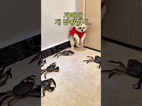 견주 웃을때가 아님!!