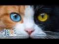Understanding House Cats