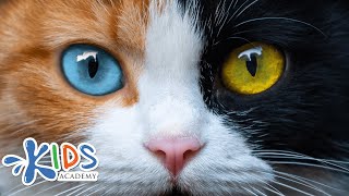 Learn more about cats for kids