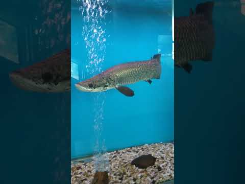 Arapaima #fish #arapaima #animals #arapaimafish #wildlife