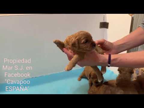 Cavalier King Charles ESPAÑA y Cavapoo ESPAÑA